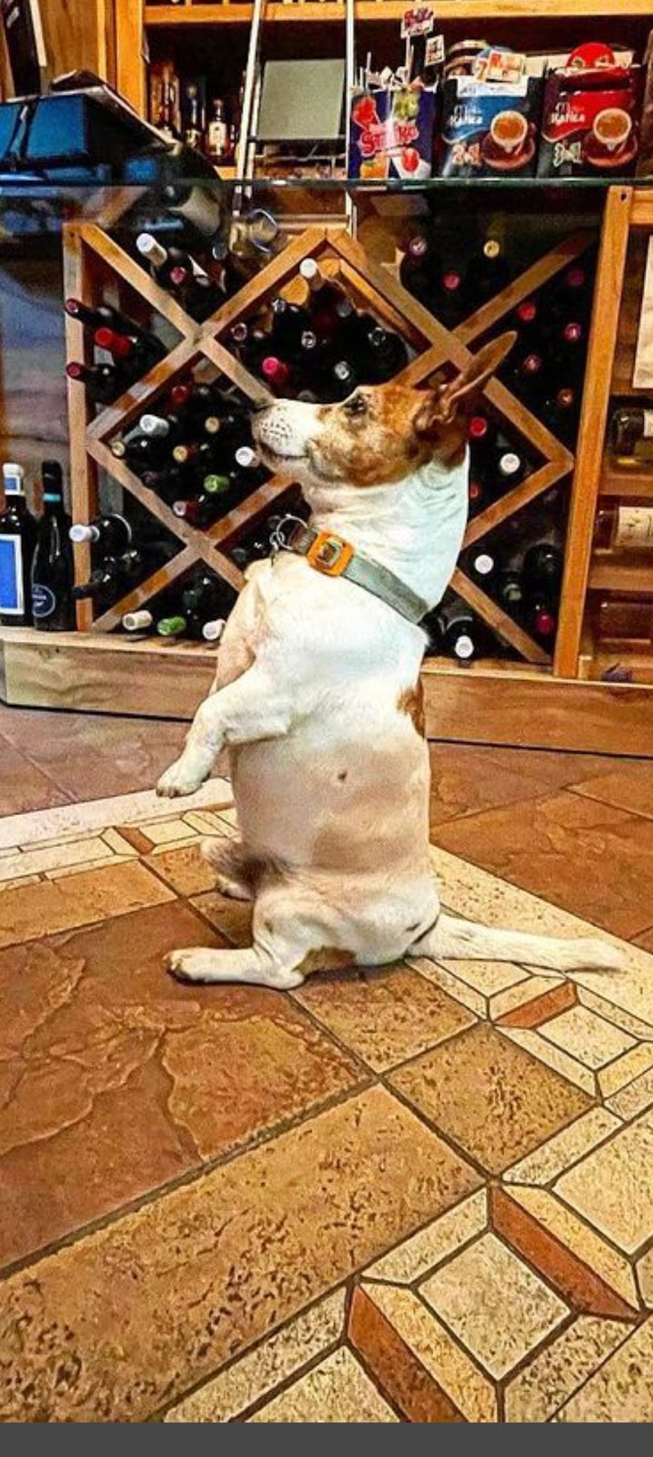 In Vino Veritas