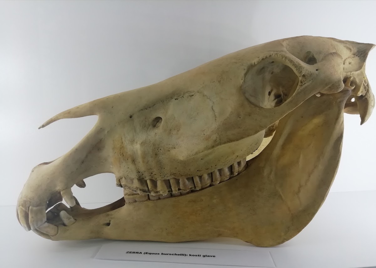 Museum of Anatomy