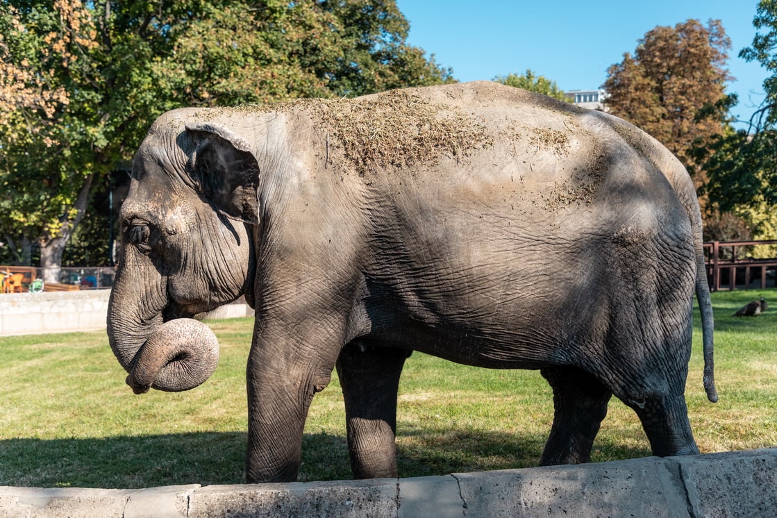 Belgrade Zoo